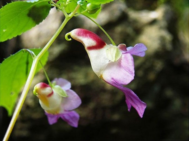 Parrot Flowers